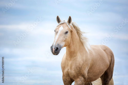 Beautiful horse running on a blue sky background.
