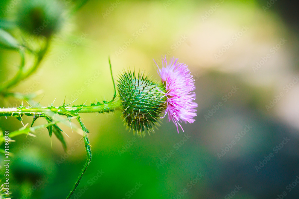 Carduus or plumeless thistles purple flower close-up on thorns background. Honey plants of Europe. Carduus or plumeless thistles purple flower close-up on thorns background. Honey plants of Europe.