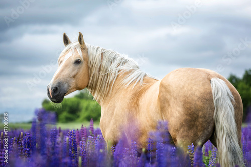 Fototapeta Naklejka Na Ścianę i Meble -  Palomino horse among lupine flowers.