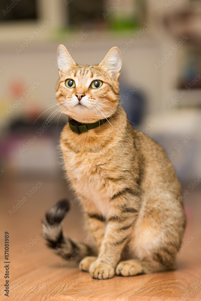 reed cat in a black collar sits on the floor reed cat in a black collar sits on the floor