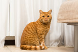 Red-haired adult cat sitting on the floor tucking his tail