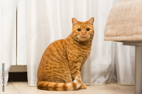 Red-haired adult cat sitting on the floor tucking his tail