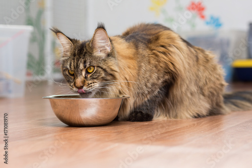 Maine Coon's large adult cat eats raw meat from a metal cup