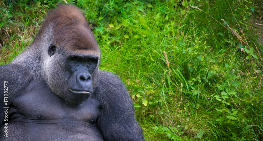 Obraz premium Gorilla relaxing in grass