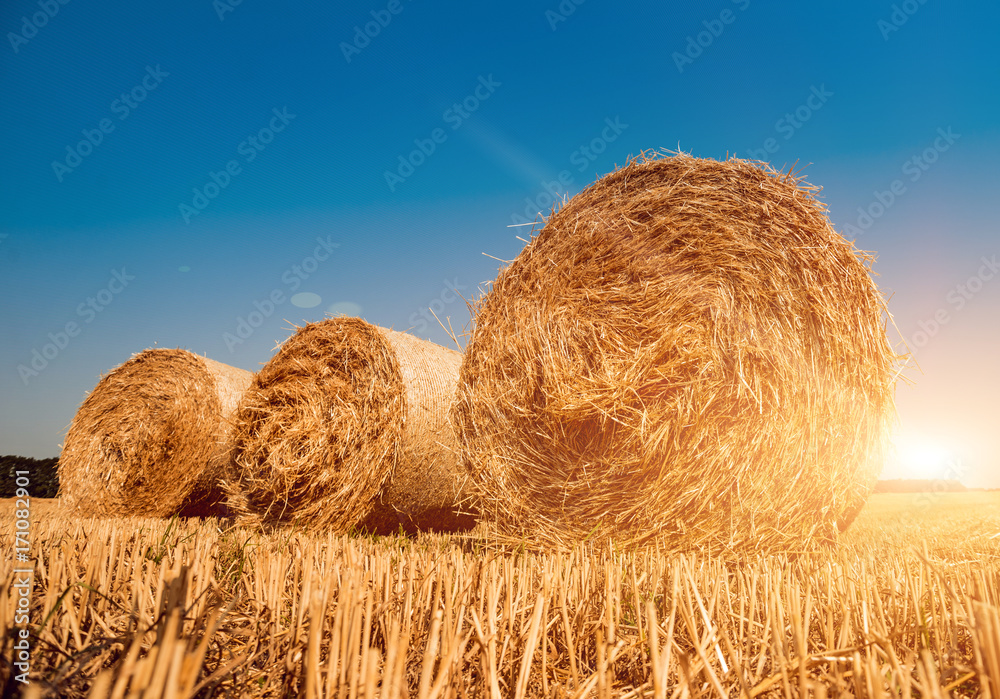 Straw bales at the wheat field. Summer Straw bales at the wheat field. Summer