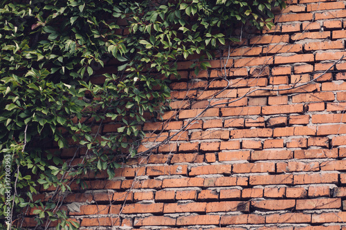 Texture of brick wall and leaves. Old abandoned building.