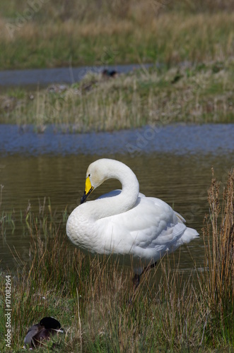 Cygne blanc