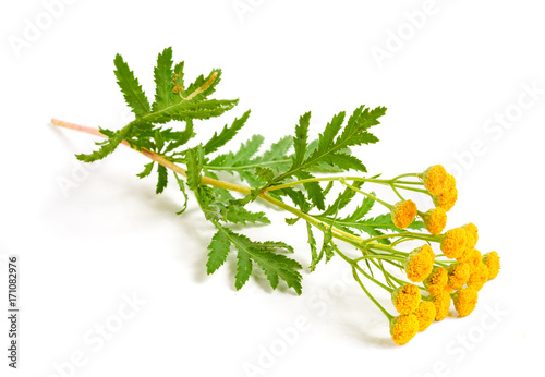 tansy with leaf isolated on a white background. Medical herb