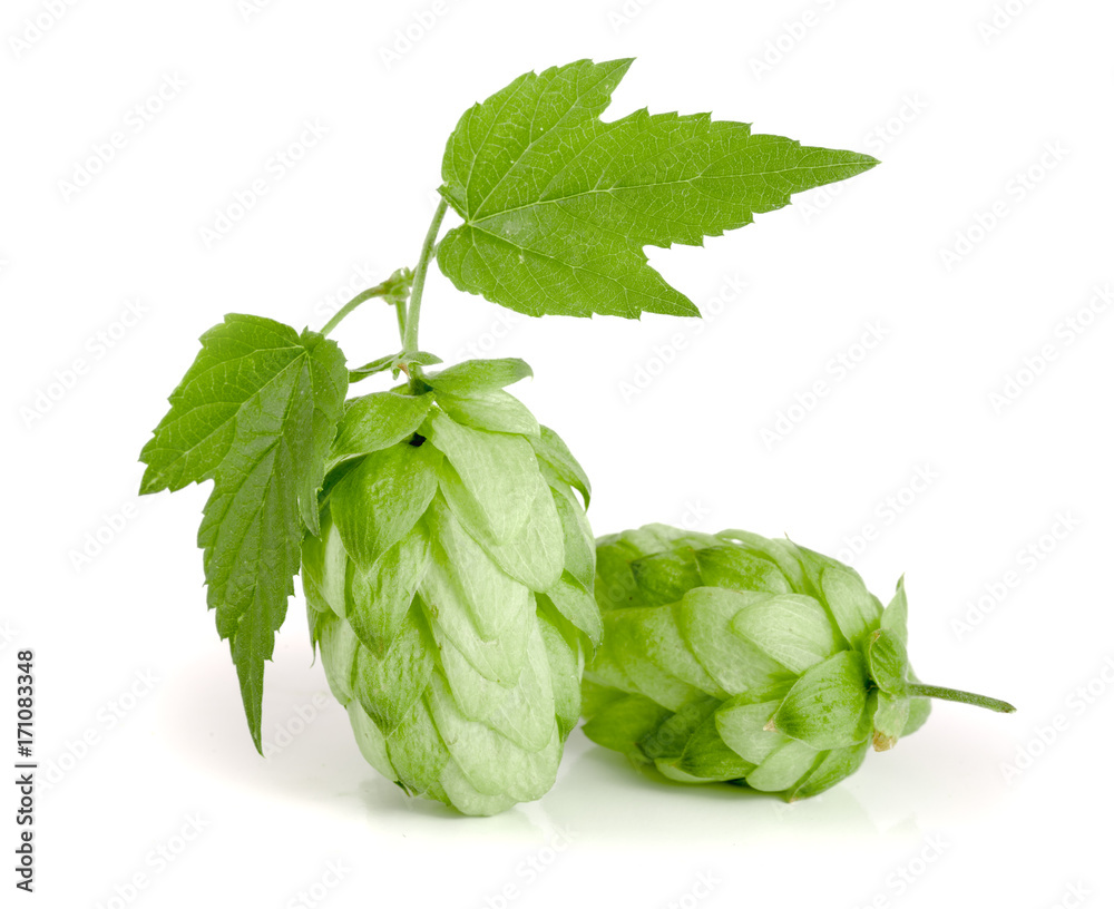 hop cone with leaf isolated on white background close-up hop cone with leaf isolated on white background close-up