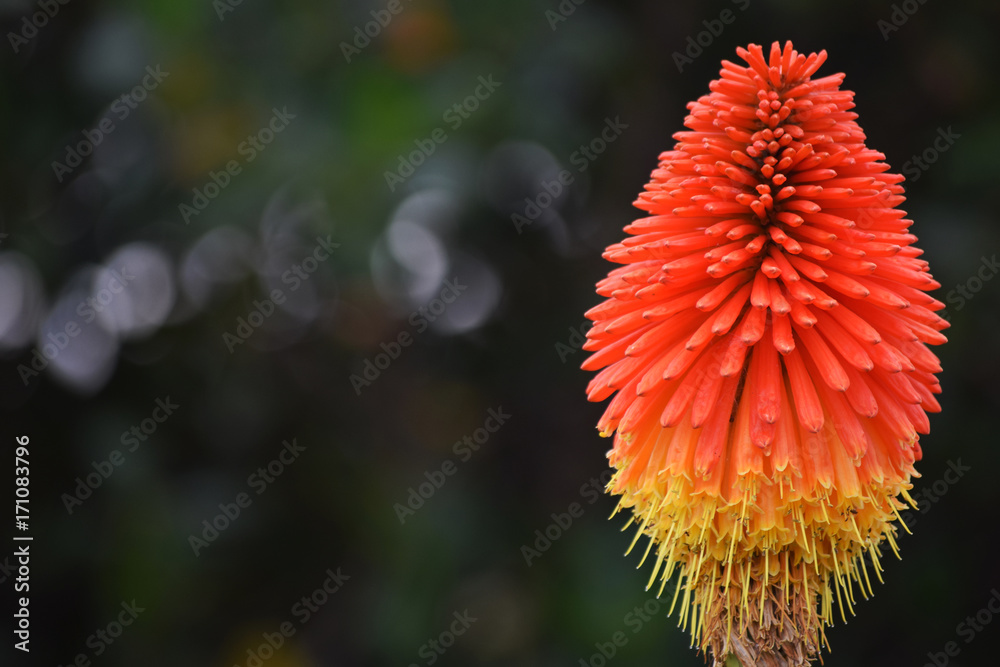Torch Lily New Zealand Torch Lily New Zealand