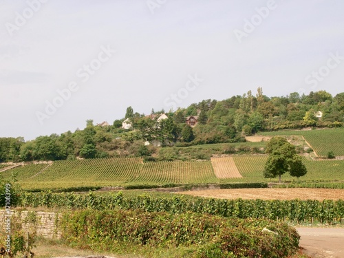 Fototapeta Naklejka Na Ścianę i Meble -  Wineyard／Beaune,France
