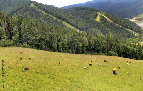 Beautiful view of Ukrainian mountains Carpathians with a lot of cows