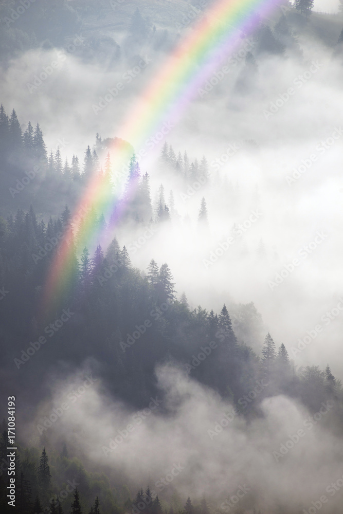 picturesque forest in the fog