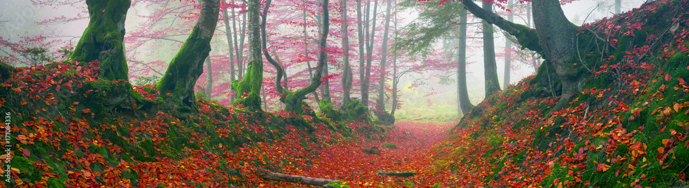 Obraz premium Beech forest in autumn
