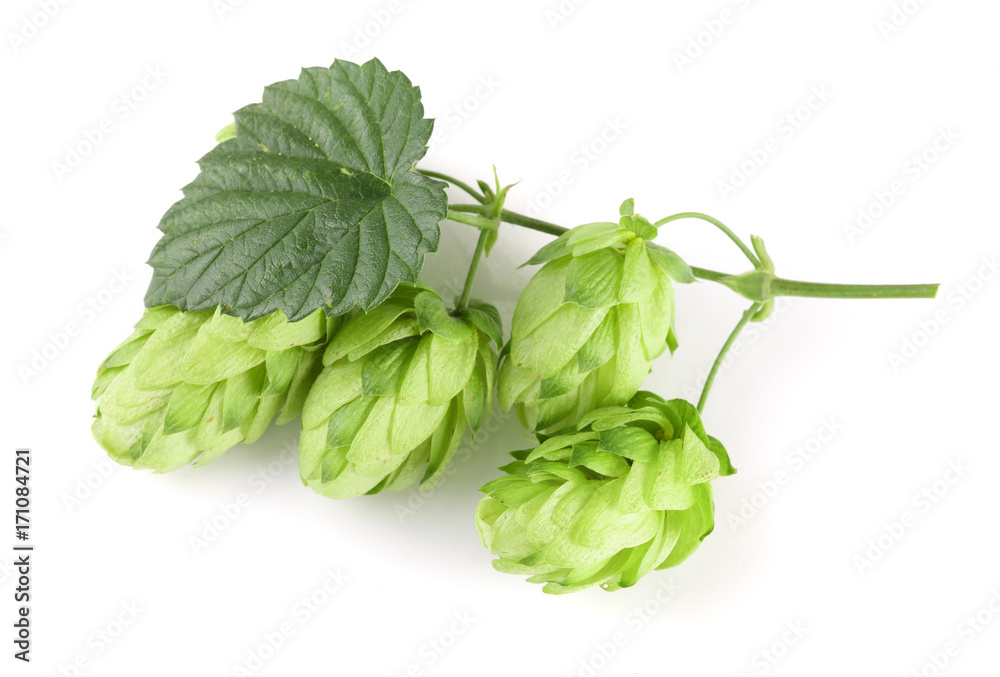 hop cones with leaf isolated on white background close-up. Top view
