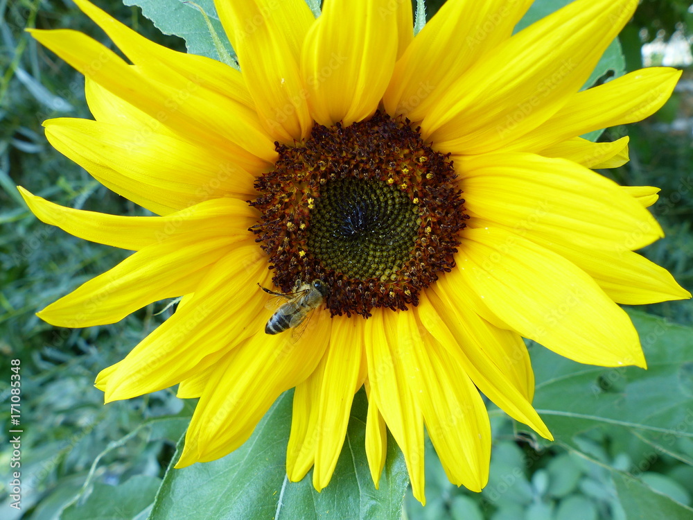 Fototapeta premium Sonnenblume mit Biene
