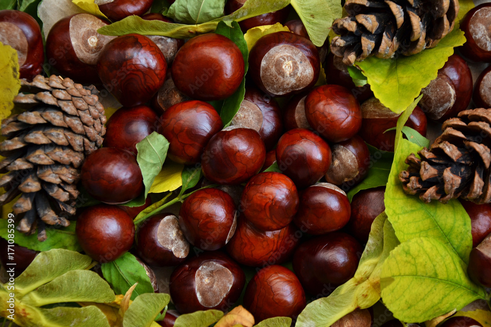 Autumn wallpaper chestnuts dry leaves pine cones 5 Autumn wallpaper chestnuts dry leaves pine cones 5