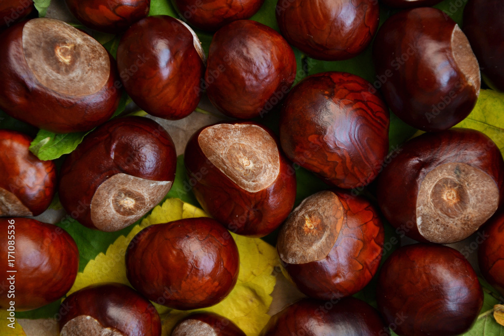 Fall photo background chestnuts dry golden leaves 4 Fall photo background chestnuts dry golden leaves 4