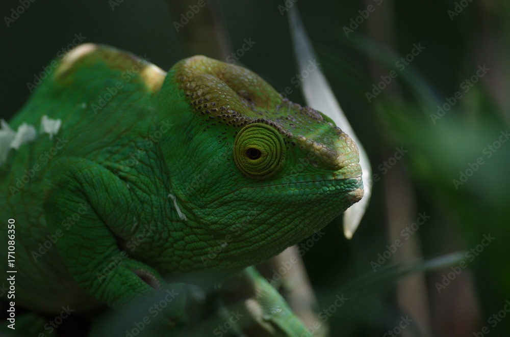 Obraz premium Caméléon vert