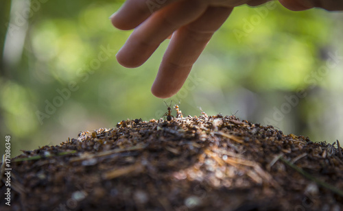 hand of ants