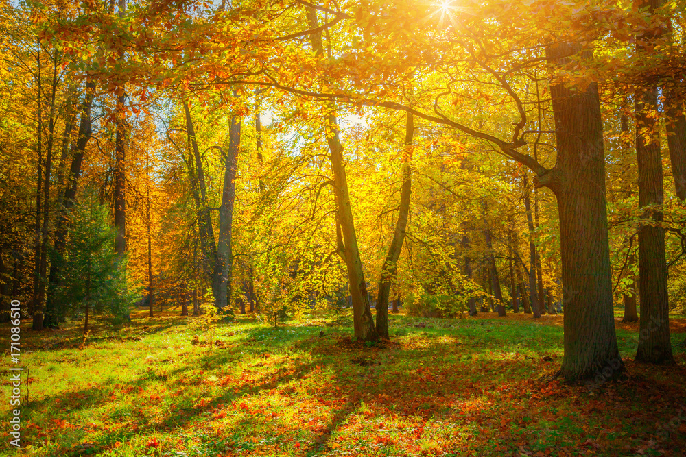 Obraz premium Autumn landscape