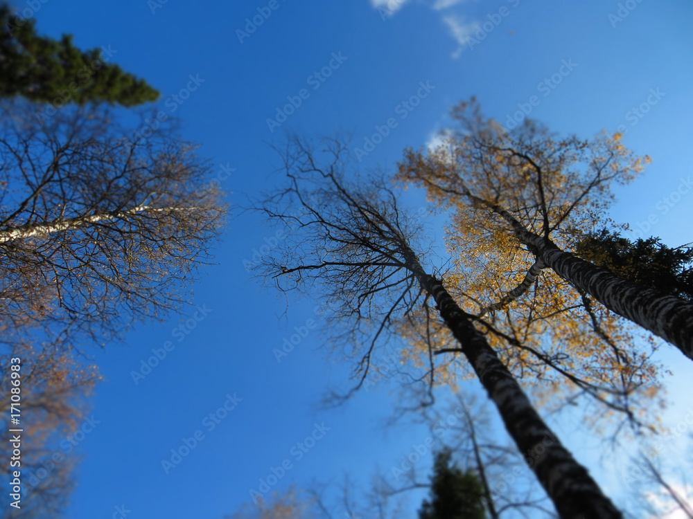 autumn forest with a clear sky autumn forest with a clear sky
