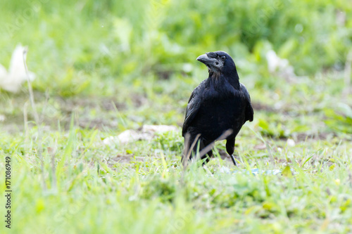 Rook (Corvus frugilegus).