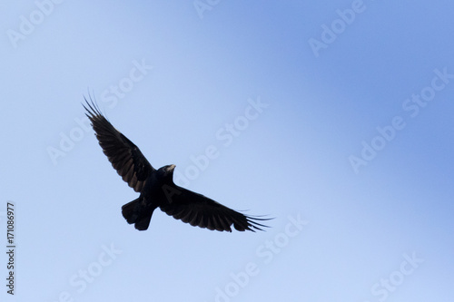 Rook (Corvus frugilegus). © fotoparus
