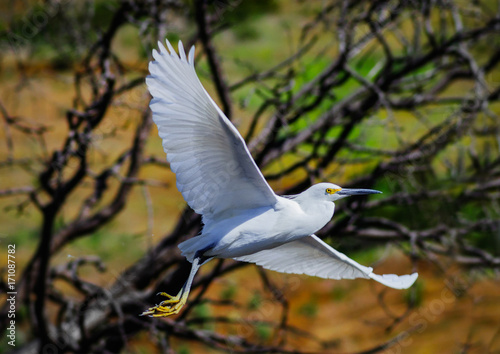 A Great White Heron (ardea herodias occidentalis) takes flight in the wetlands of California