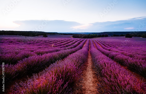 Beautiful image of lavender fields. Summer sunset landscape