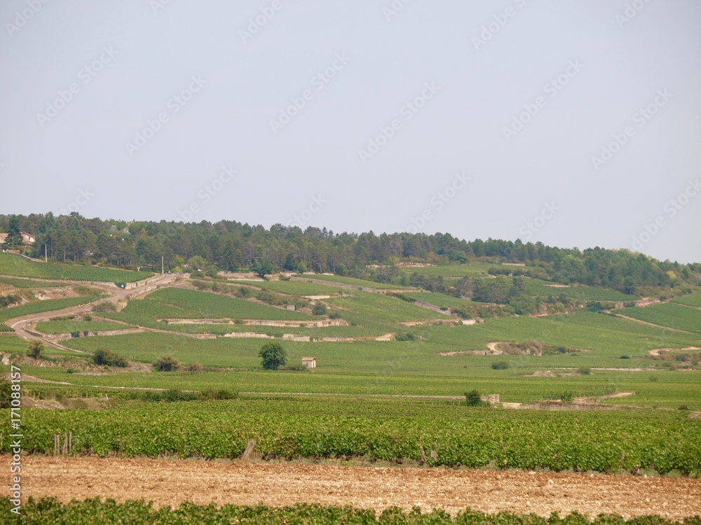 Fototapeta premium Wineyard／Beaune,France