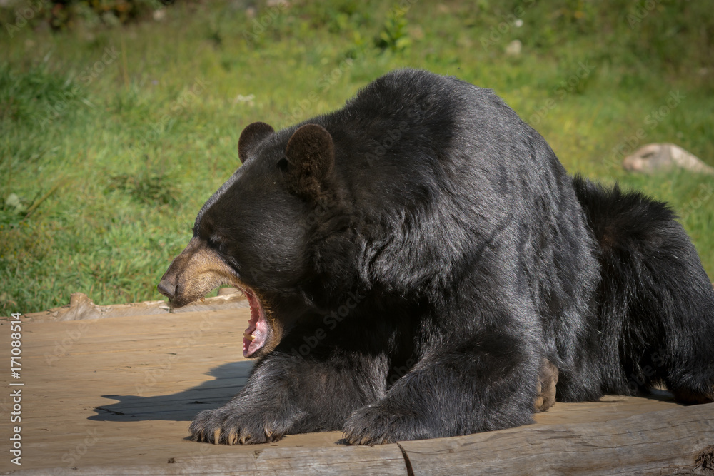 Black bear enjoying the summer sun Black bear enjoying the summer sun