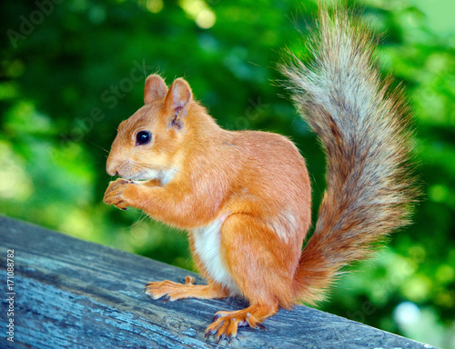 Red squirrel eating nuts © Dmytro Aliokhin