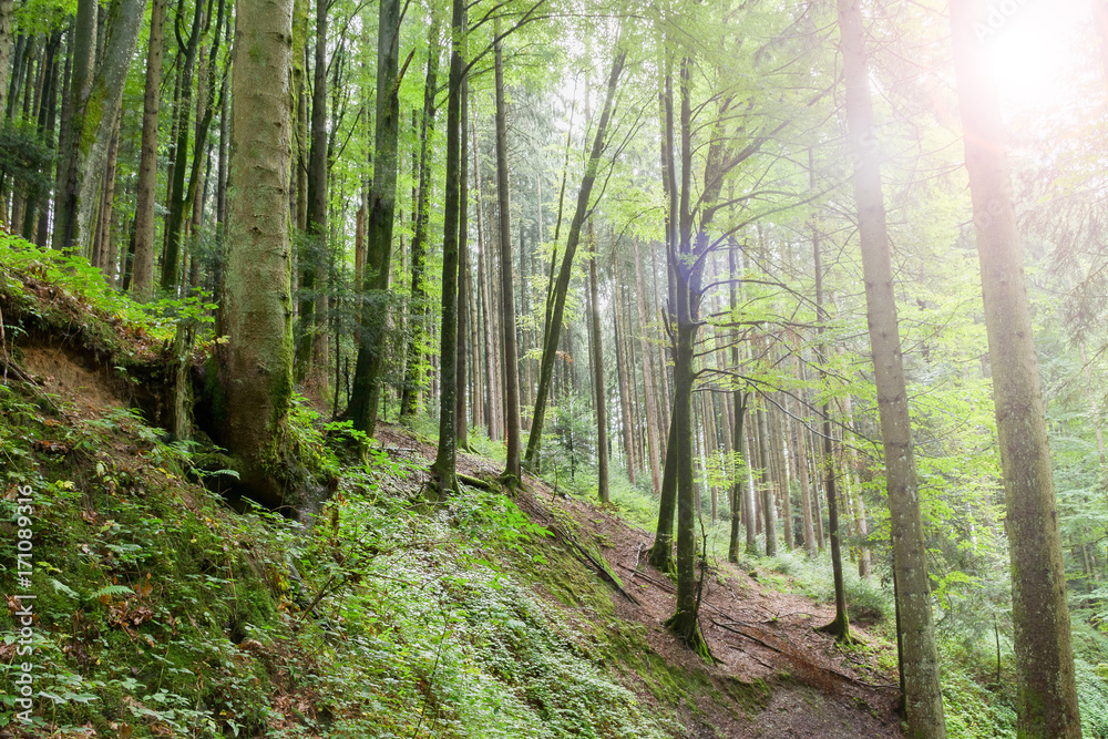 Obraz premium Känzele