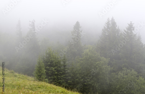 Fir forest on the slopes of the mountains. Overcast weather, fog.