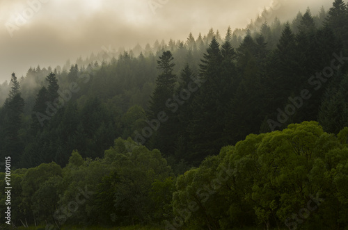 Fir forest on the slopes of the mountains. Overcast weather, fog. © Nedilko