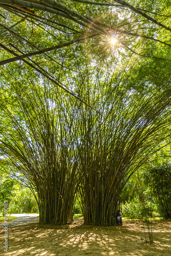 Giant bamboo. Through the bamboo tops of the sun's rays make their way.