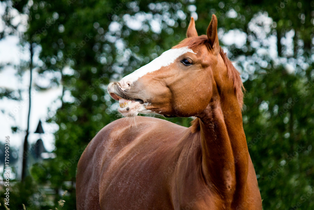 Obraz premium Portrait of funny chestnut horse smiling