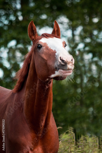 Portrait of funny chestnut horse smiling
