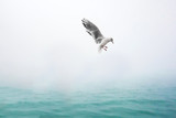 Beautiful seagull in venedig on a rainy day