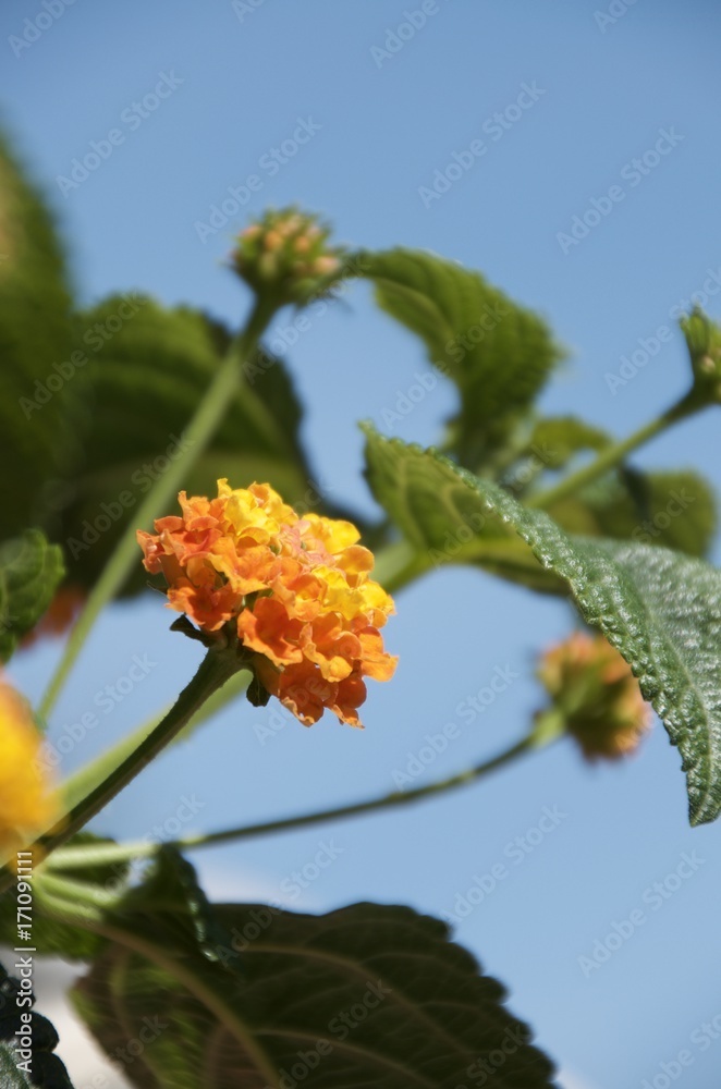 Lantana camara Lantana camara