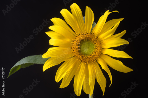Common sunflower (Helianthus annuus) inflorescence. Early stages of flowering of plant in the daisy family (Asteraceae), against dark background
