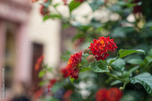 Lantana rouge dans une ruelle de Colmar