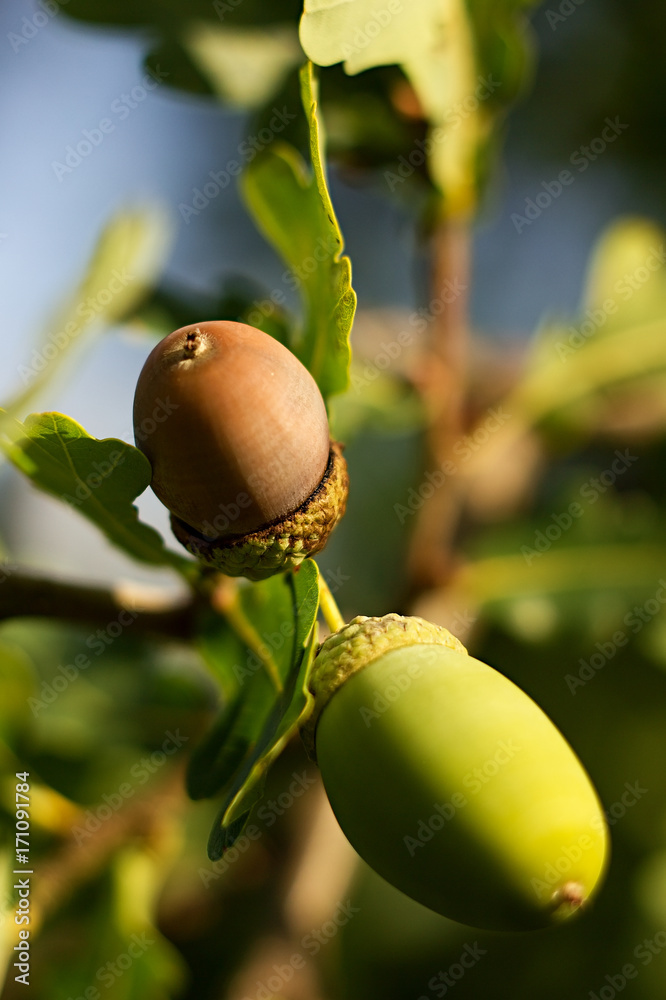 Obraz premium Oak background