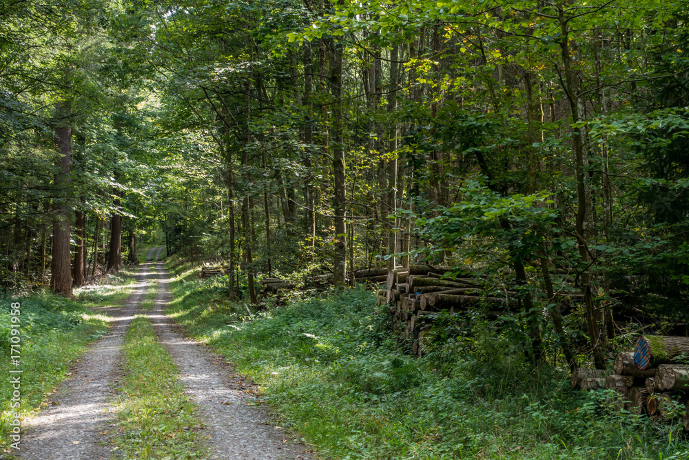 Fototapeta premium Ścieżka leśna