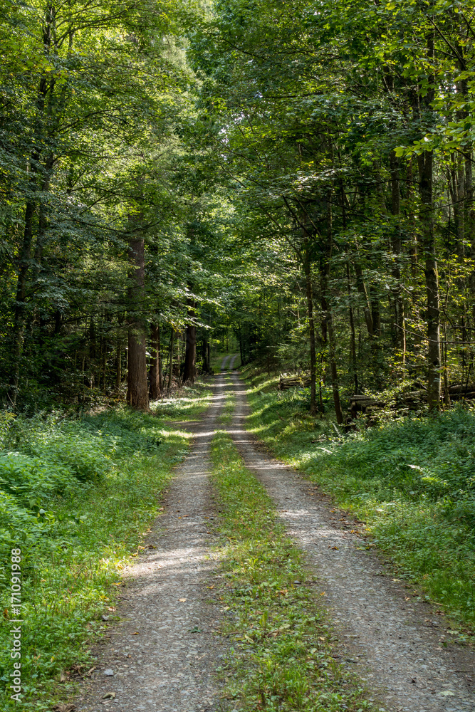 Fototapeta premium Ścieżka leśna