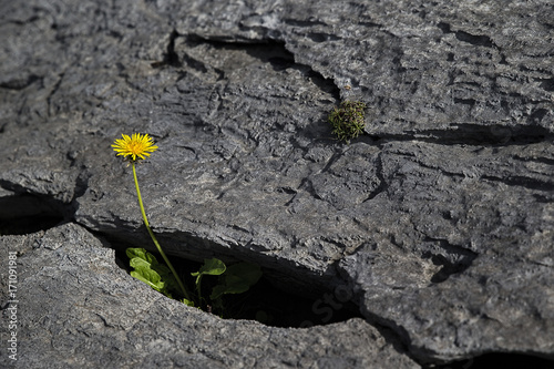 Life in a Barren Place