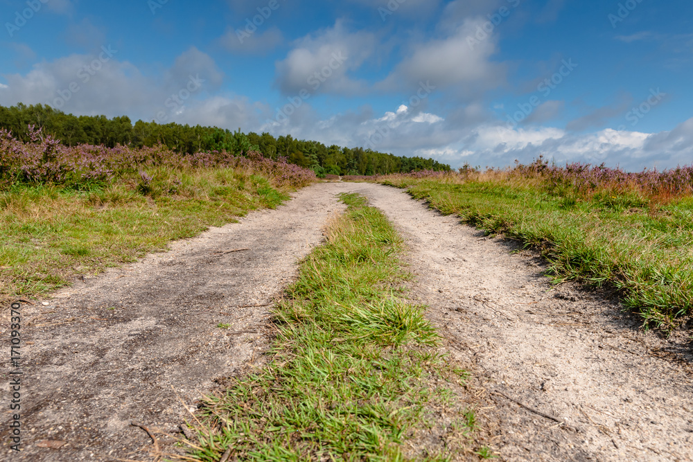 Flowering heathlands in the Netherlands