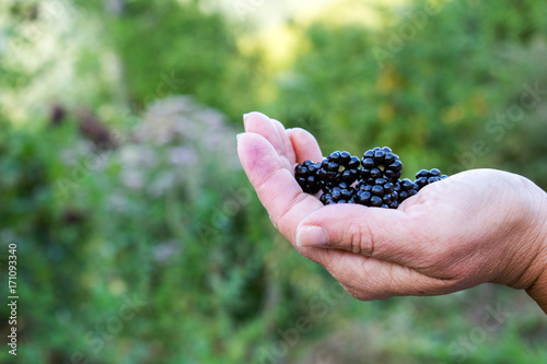 Ripe blackberries in female hands © gpetric