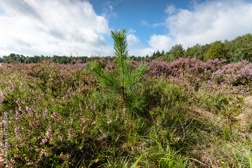 Young pine trees between the heathland